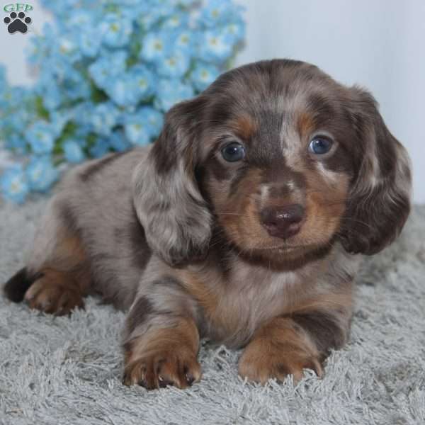 Riley, Dachshund Puppy